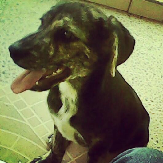 Micol IRG tweet media