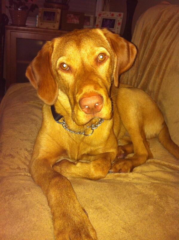 DatingaBBplayer's tweet photo. This is our beautiful baby. He gets me through the toughest days 💛🐶 http://t.co/lwpFFv0hum