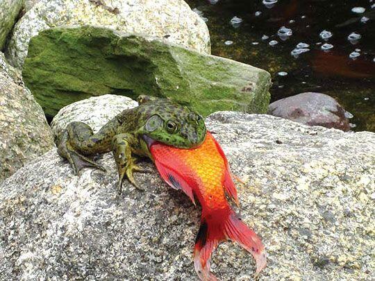 カエル画像 カエル雑学 ウシガエルは 昆虫など動くものは何でも食べます ネズミ ヘビ カエルを食べる事もあり 画像は金魚を食べているところ Http T Co Qznghyyvug Twitter