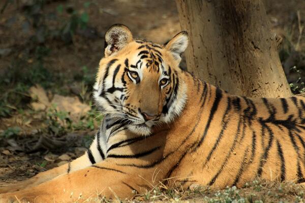 9Saurabh0's tweet image. come and join RANTHAMBORE JUNGLE SAFARI 5TH TO 10TH DECEMBER FOR DETAILS 9820868911