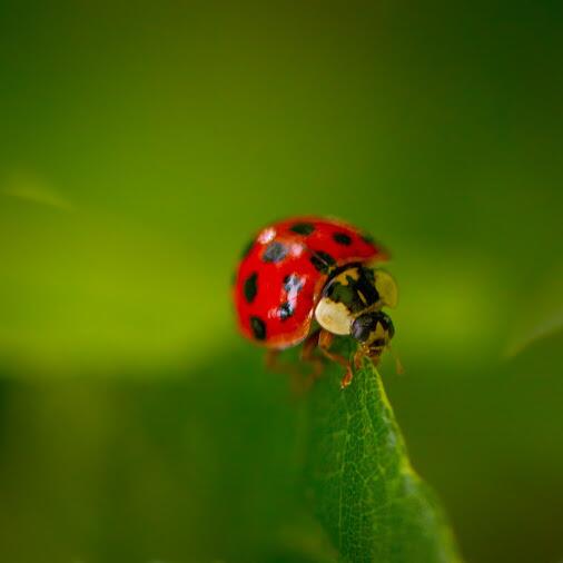 nice photo