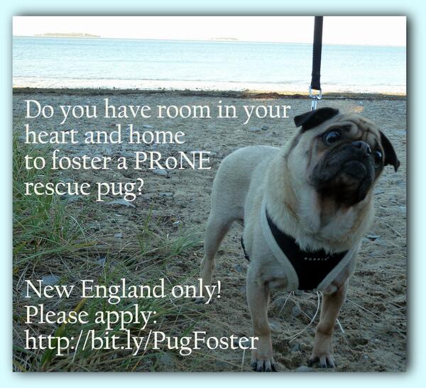 PugRescueNewEngland tweet media
