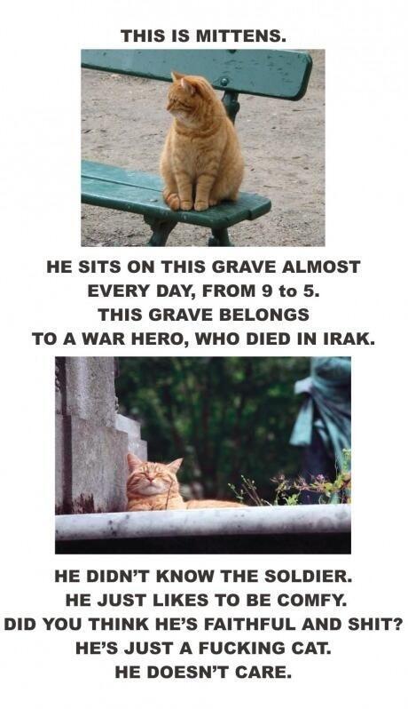 HollyWarland's tweet image. Cats don't give a fuck.