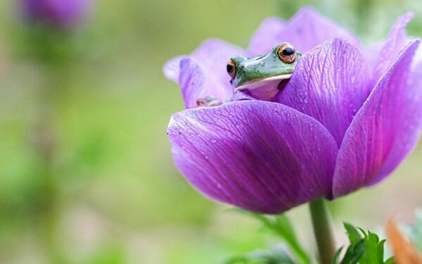 カエル画像 花の中から顔だけ出すカエル T Co 5fpetki6hy Twitter