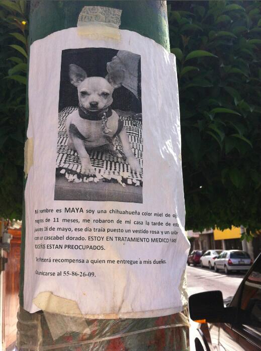 <a href="/ColLindavista/">Colonia LindavistaDF</a> <a href="/vecinoslindavis/">VECINOS LINDAVISTA</a> <a href="/LindavistaUnida/">Lindavista Unida</a> @Lindavista_GAM <a href="/LindavistaNet/">Lindavista Network</a> Perro medicado perdido en Lindavista