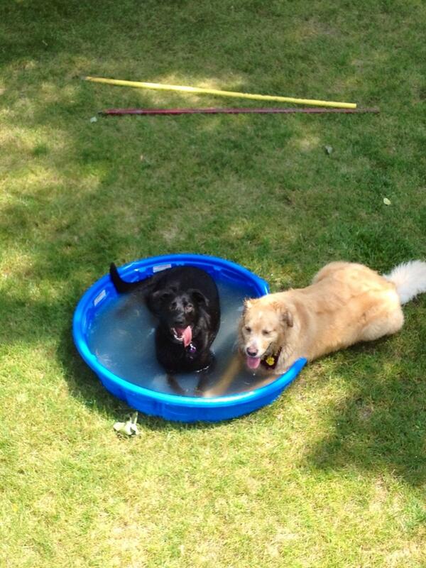 DukeandChief's tweet photo. Day by the pool! #barkbark #happy4th #merica #tobykeith http://t.co/o65FQso61n