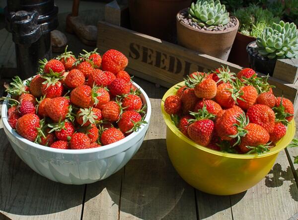 View Best Fruit Garden Photos Hashtags Pictures