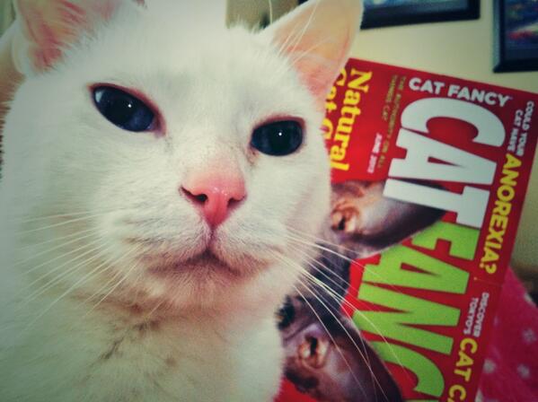 Paw_Blog tweet picture