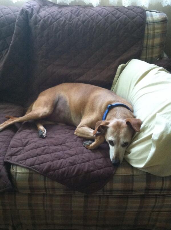 shandril16's tweet image. The dog is literally pouting right now because I won&apos;t give him another treat #spoileddoglife