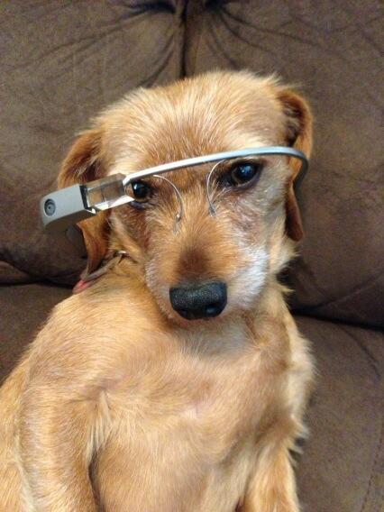 AlexRMooney's tweet image. dogs can use #googleglass too. #projectglass #glassexplorers