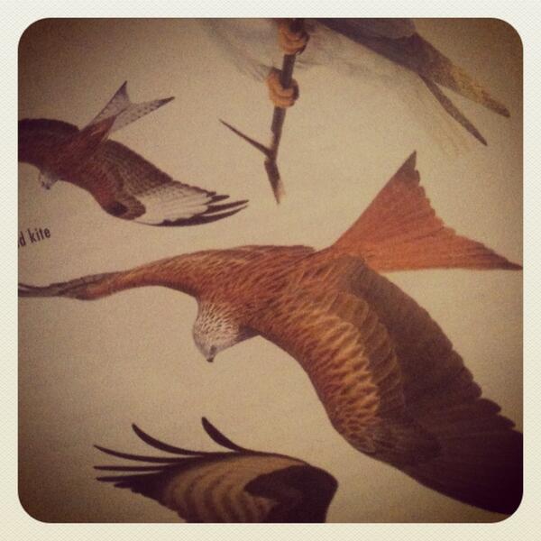 Red kites in the sky above Oxford, 1.8m wing span and strange call.