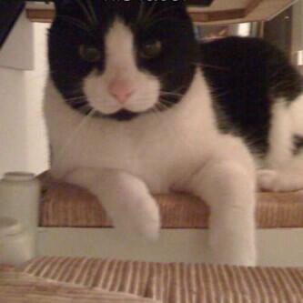 Pellytiav's tweet photo. My cat has a penis on his face LOOOOOOOL http://t.co/KsMFWE5jDd