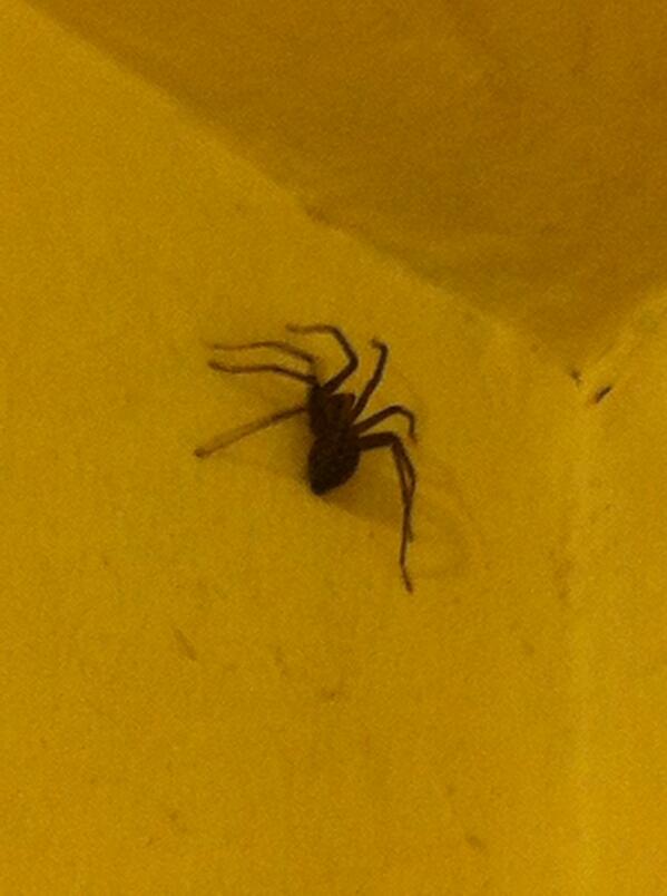 The spider on my wall D: