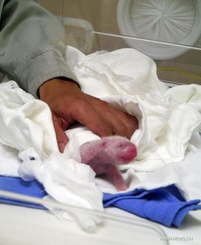 First #panda born in Taiwan is female bit.ly/11rSX78 More photos: bit.ly/11rSUrV