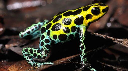 石川三千花 天然の草間彌生 Frog Pic バリアビリスヤドクガエル コロンビア ブラジル ペルーに生息 樹上性の毒ガエル イミテーターヤドクガエル マネシヤドクガエル と同じ体色に模様だが イミテーターヤドクガエルが模様を真似ている Http