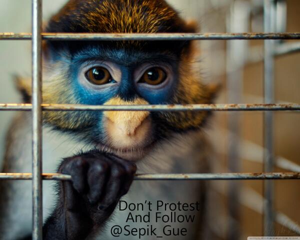 Sepik_Gue's tweet photo. monyet ! http://t.co/fohXoKIx26