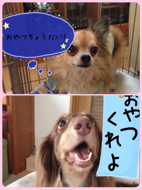 aska2024's tweet photo. 今日は七夕ですね!
ただいまダイエット中の、あ〜ちゃん、ココちゃんのお願い事は、これです(*^^*) http://t.co/3hqyoQWJm6 #decoblend http://t.co/m10xbSyGf0