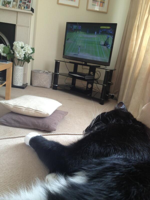 GCichonska's tweet photo. Harry is not a fan of the tennis #lazycat http://t.co/9mO4xruGUb
