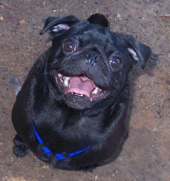 PugRescueNewEngland tweet media