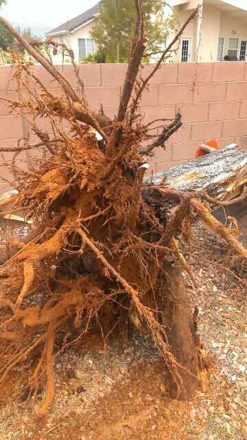 JennMamaBear's tweet image. It&apos;s been more than a year, but the #eviltree is finally fully ripped out.