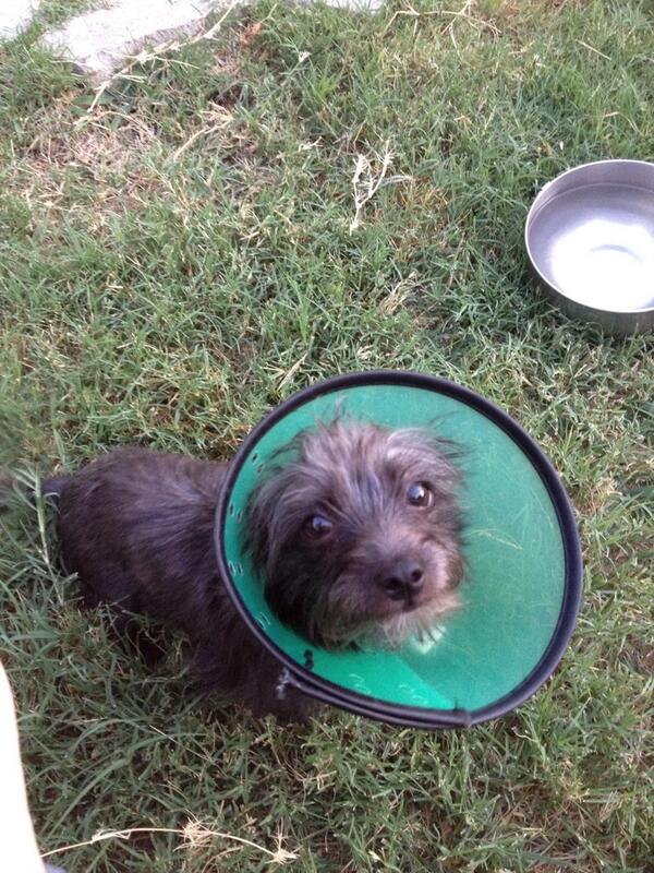 CookieRuffRuff's tweet photo. I'm in "The Cone Of Shame!" http://t.co/ua3dgFwoNw