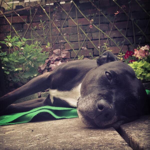 Madison_Square's tweet image. I is relaxing for the whole family today.