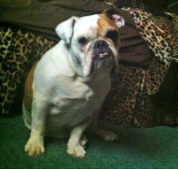 L_Norr's tweet image. @NurseShannon15 she's a beauty #morningGreeter