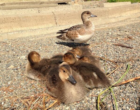 ヽ༼ຈل͜ຈ༽ﾉ raise your ducks ヽ༼ຈل͜ຈ༽ﾉ