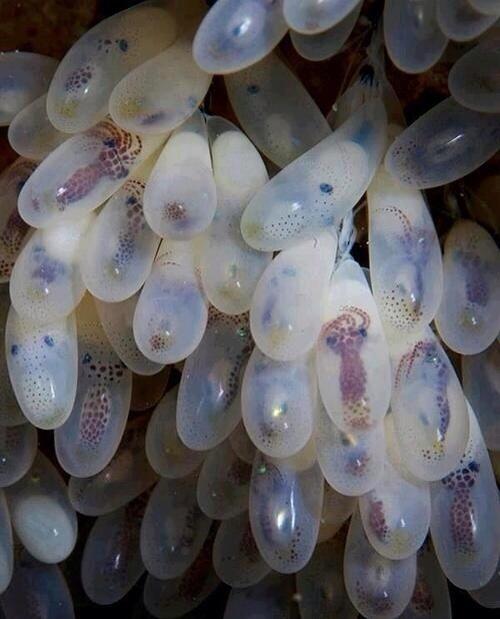 CHEMBAN's tweet photo. Scorpion eggs http://t.co/WFiTujZGv3