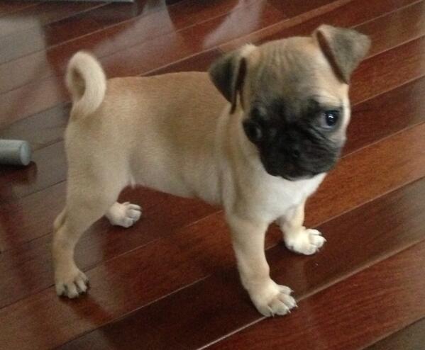 LuzElenaGlez's tweet photo. Les presento a Luca!!! La nueva integrante de nuestra familia!!! Mis niños están felices😃 http://t.co/LwfvC36786
