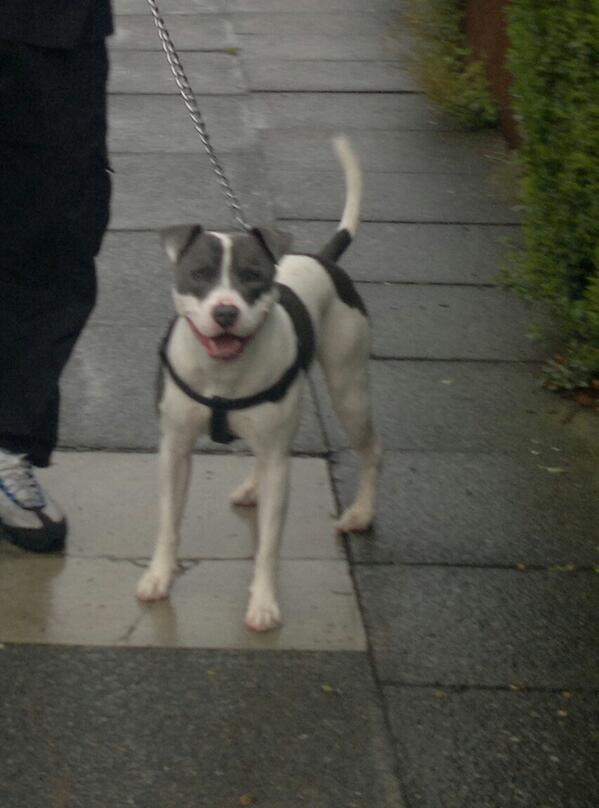 stebo88's tweet photo. Blue boy http://t.co/eH4dDVYVrN