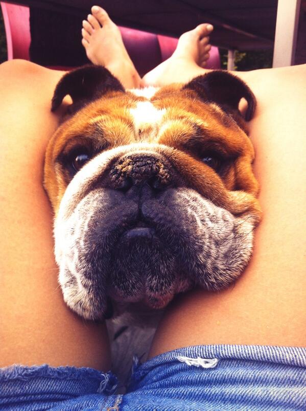 JulssB's tweet photo. Coucou toi 😊🐶😻 http://t.co/nGxCvsuzXA