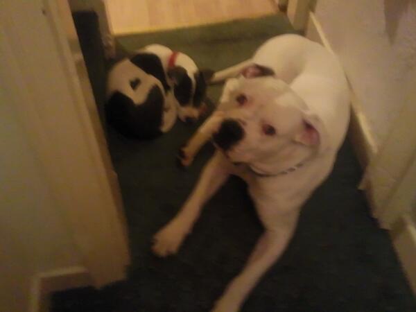 stebo88's tweet photo. Winston n blue boy http://t.co/JkveqYng29