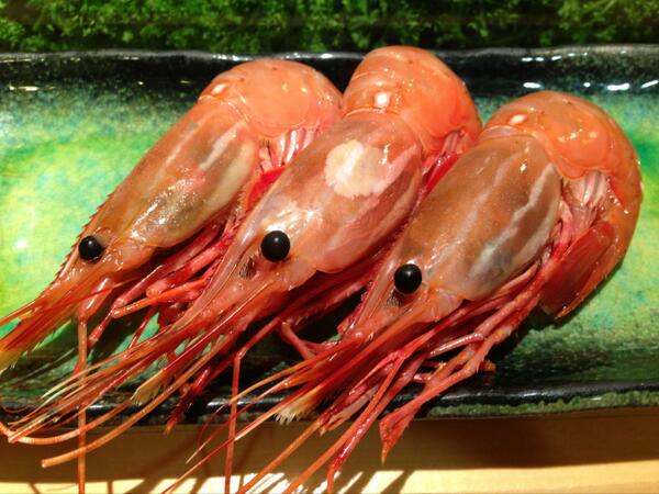 特大サイズの牡丹海老！
見てください、この背中の膨らみ！