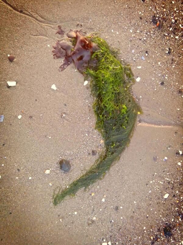 Scriptaelegans's tweet photo. Imagining Scottish seahorses http://t.co/AycTsZfPsO