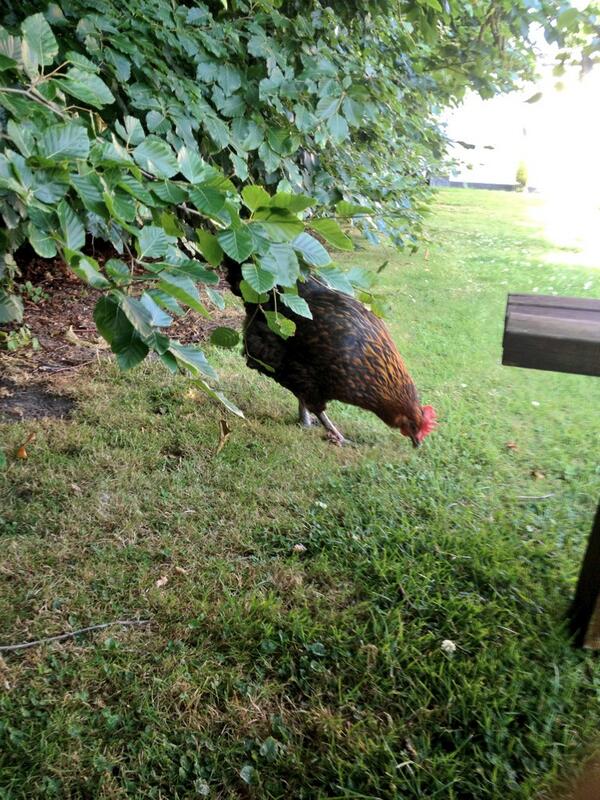 BenjaminnnJames's tweet image. Eating a roast lunch and all of a sudden... #VillageProblems