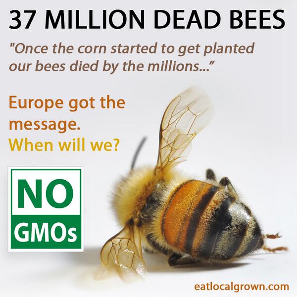 Image Result For How To Kill Bees Image Result For How To Kill Bees
