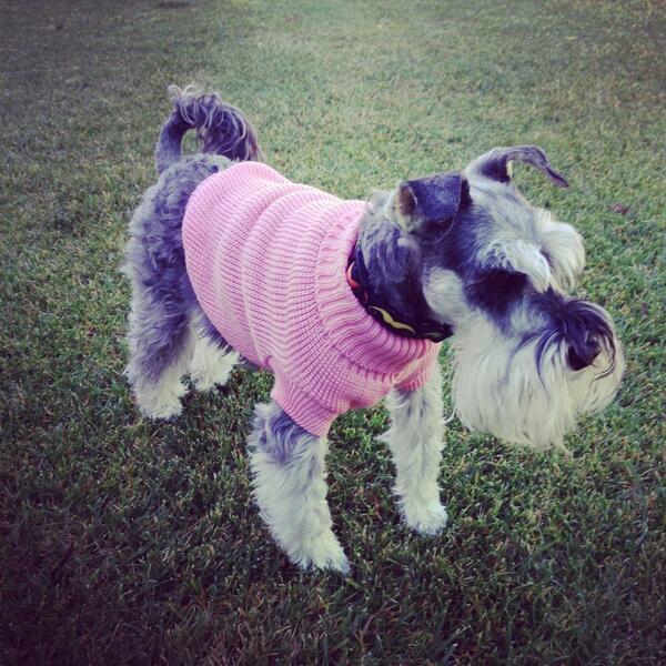 mhinchley's tweet photo. The grand puppy wearing her present from senior mrs @hinchley http://t.co/IzO5j5bKE7