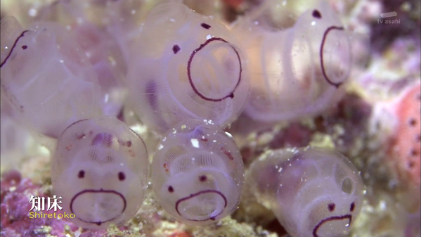 元カレンダー深海生物図鑑 制作スタッフ على تويتر Binbonban もしかしたら ダイバー達の間で カールおじさんボヤ と呼ばれている ホヤの一種ではないでしょうか でも それ以外は分りません スミマセン T Co Xtc8u0fnbw