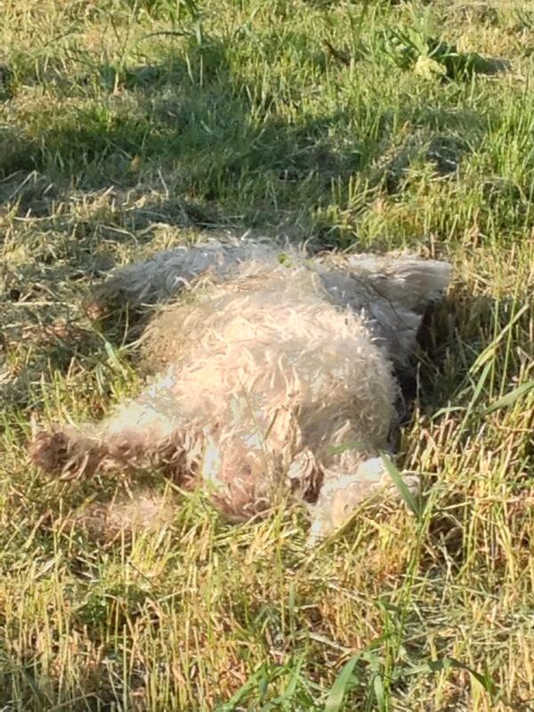 cyclopsbuyer's tweet photo. @fraulina scruffy drying dog http://t.co/2pC2Hjuq43