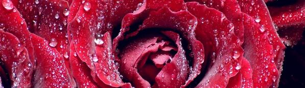 MiekHovens's tweet photo. over 2 mnden: 8 sept Ride for the Roses Fiets mee in ons team TWEEPSRIDE4ROSE in de strijd tegen kanker! @MarloMagan http://t.co/5czyGqWtsf