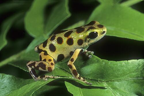 カエル画像 Frog Pic Twitter