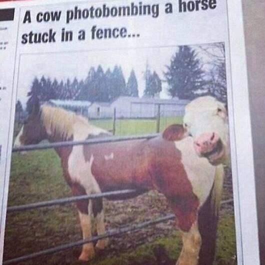 McGregorFence's tweet photo. Cow photo-bombing a horse stuck in a fence... Classic !! http://t.co/jX8l70jSVF