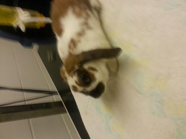 Bunny is reunited after "handing himself in" at Louth police station