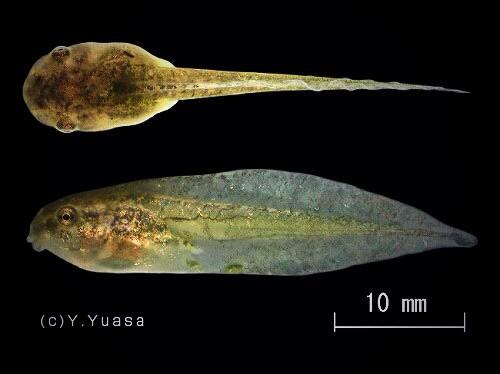 カエル画像 雑学 Bot ニホンアマガエルのオタマジャクシ は全身が褐色で うすいまだら模様があるので 全身が黒いヒキガエル類などと区別できる オタマジャクシの小さな口にはヤスリのような歯があり 動植物の死骸や藻類などを 削りとるように食べる