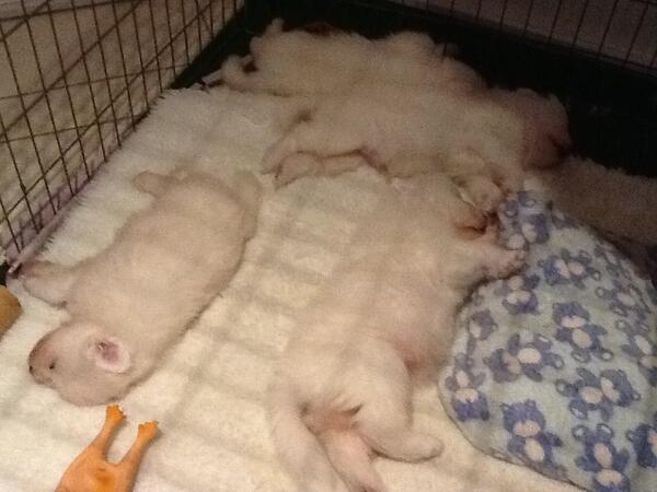 WiltimSam's tweet photo. @sim51e how do you like Mel's new puppies http://t.co/P3yUJ7tJ5s