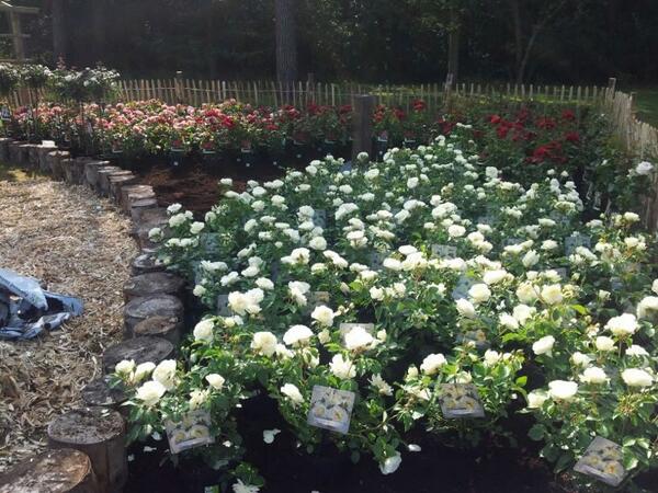 IntratuinNuenen's tweet photo. Het Intratuin rosarium in wording. 2 vrachtwagens vol met verschillende prachtige rozen! http://t.co/7T1JAJj16s