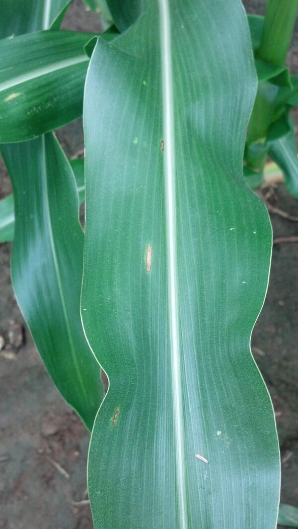 AR_Hofner's tweet image. Looking for #grayleafspot around Urbana.  Found it!