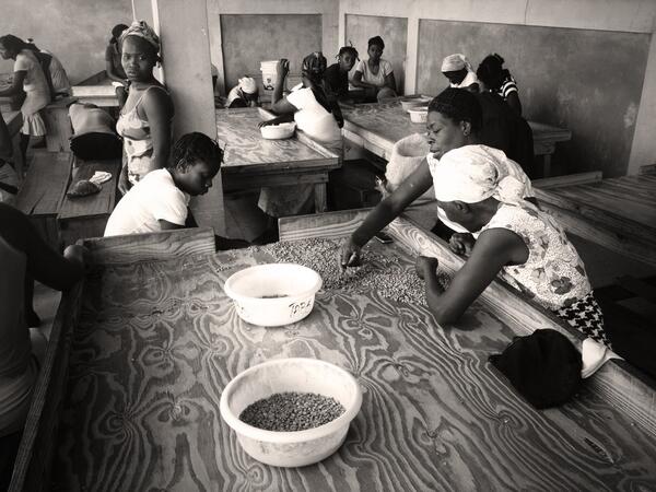 HaitiCoffee's tweet image. All of our beans are #handsorted to ensure only the best beans arrive in Canada! #haitiancoffee #hardwork #quality