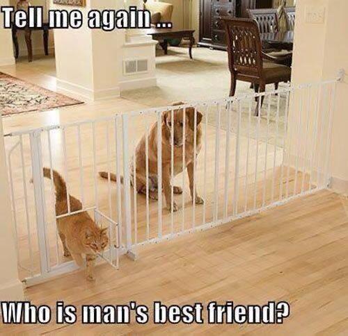 MoreCats_'s tweet photo. Who is man's best friend? #MoreCats http://t.co/Icf9VJbCAu